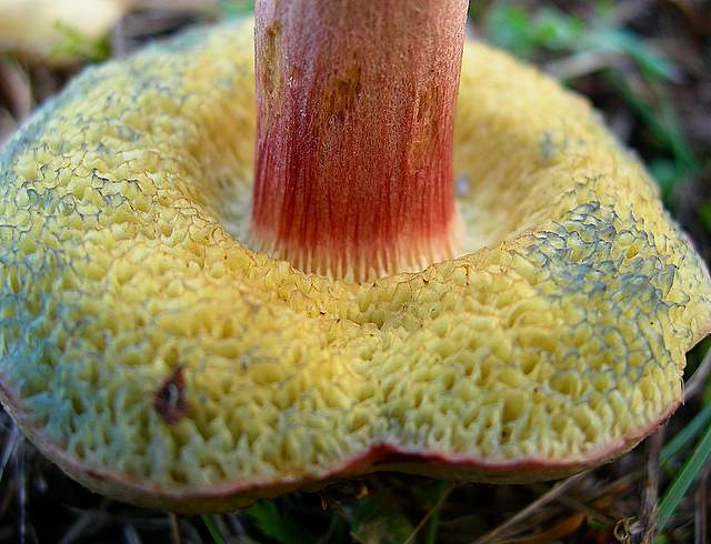 Una specie critica :  Xerocomus erubescens